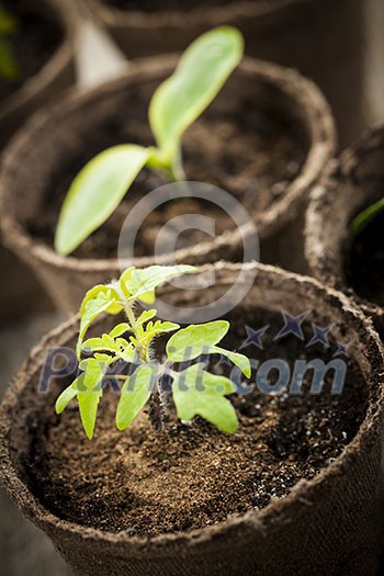 Potted seedlings growing in biodegradable peat moss pots close up Potted seedlings growing in biodegradable peat moss pots close up