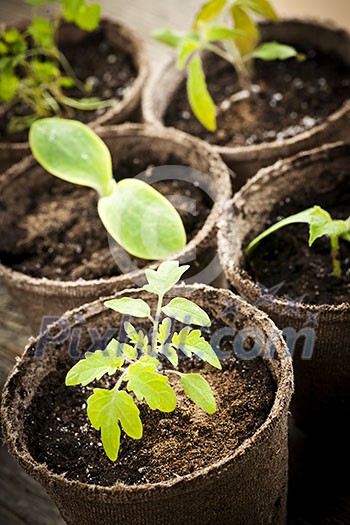 Potted seedlings growing in biodegradable peat moss pots close up