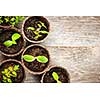 Potted seedlings growing in biodegradable peat moss pots on wooden background with copy space