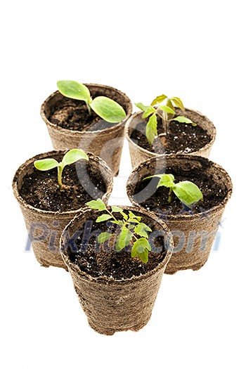 Several potted seedlings growing in biodegradable peat moss pots isolated on white background