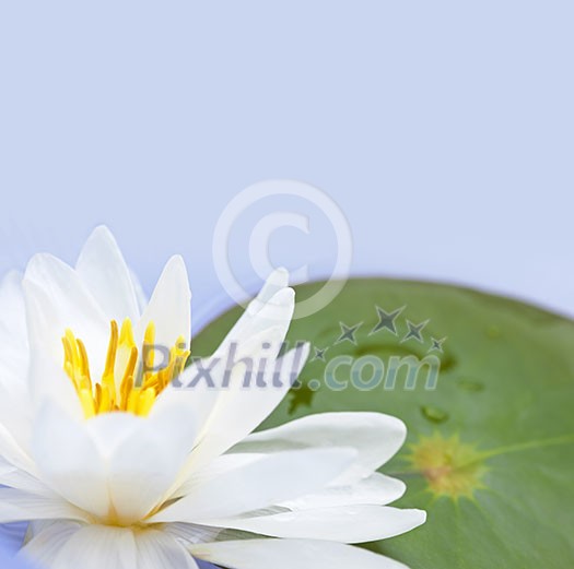 White lotus flower or water lily floating with copy space