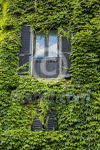 Window with green ivy on wall in Italy Window with green ivy on wall in Italy