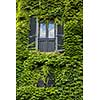 Window with green ivy on wall in Italy