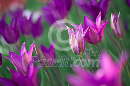 Beautiful pink tulips in garden