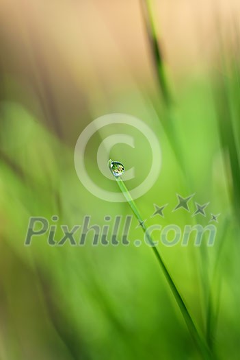 green grass with water drop and sun light