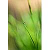 green grass with water drop and sun light