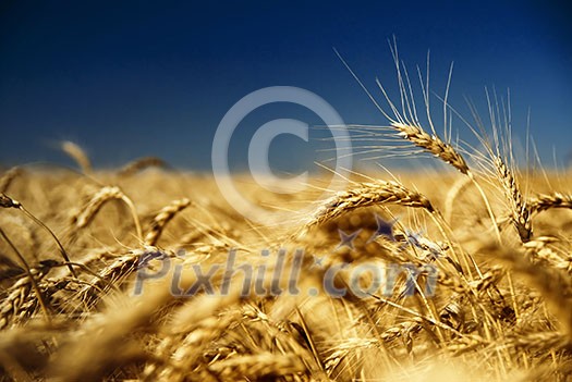 gold wheat and blue sky