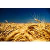 gold wheat and blue sky