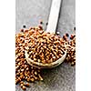 Buckwheat seeds on wooden spoon in closeup