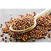 Buckwheat seeds on wooden spoon in closeup