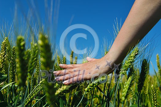 Hand in wheat field. Harvest and gold food agriculture concept Hand in wheat field. Harvest and gold food agriculture concept
