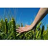 Hand in wheat field. Harvest and gold food agriculture  concept