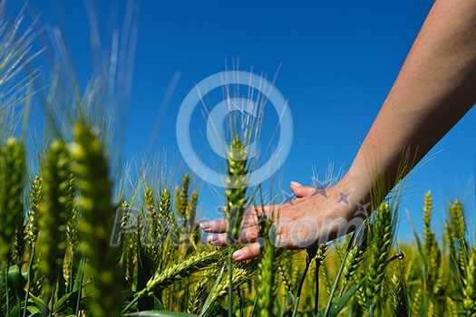 Hand in wheat field. Harvest and gold food agriculture  concept