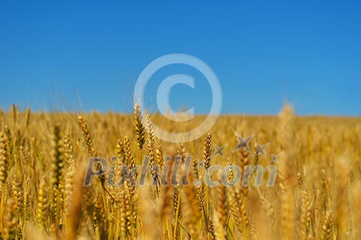 Golden wheat field with blue sky in background Golden wheat field with blue sky in background