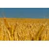 Golden wheat field with blue sky in background