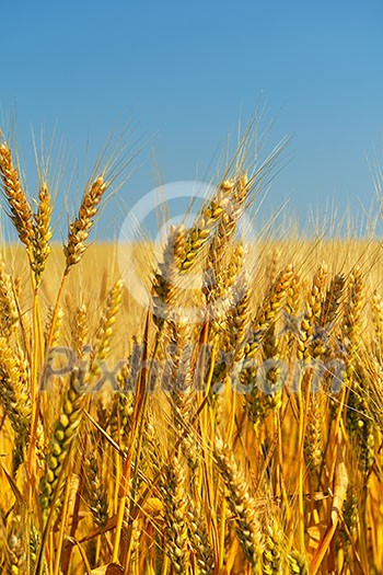 Golden wheat field with blue sky in background Golden wheat field with blue sky in background