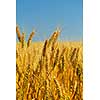 Golden wheat field with blue sky in background