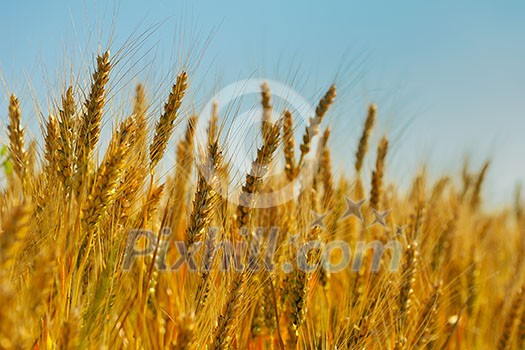 Golden wheat field with blue sky in background Golden wheat field with blue sky in background