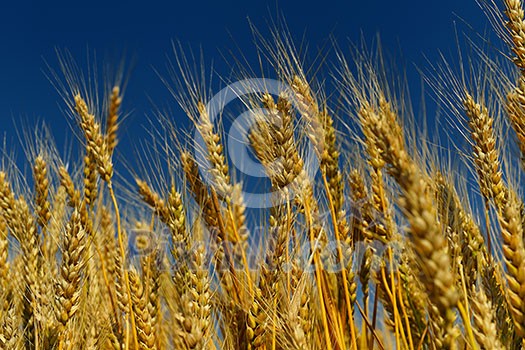 Golden wheat field with blue sky in background Golden wheat field with blue sky in background