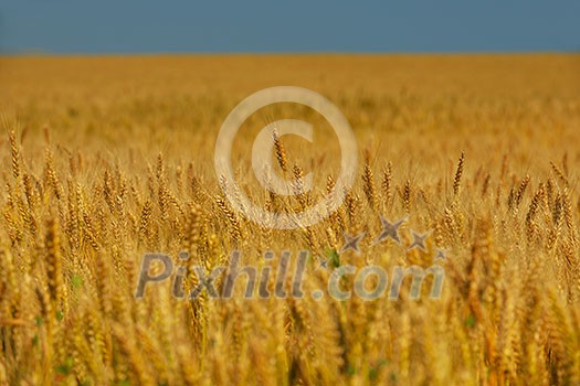 Golden wheat field with blue sky in background