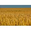 Golden wheat field with blue sky in background