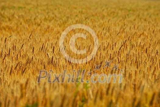 Golden wheat field with blue sky in background Golden wheat field with blue sky in background
