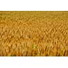 Golden wheat field with blue sky in background