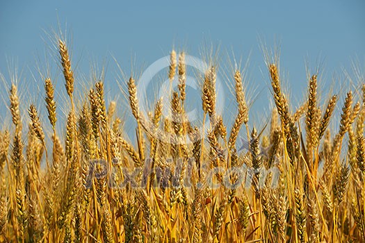 Golden wheat field with blue sky in background Golden wheat field with blue sky in background