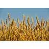 Golden wheat field with blue sky in background