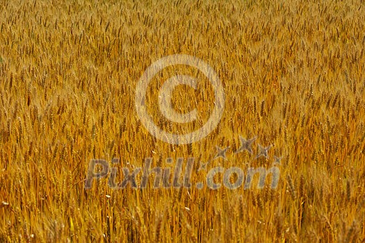 Golden wheat field with blue sky in background Golden wheat field with blue sky in background