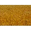 Golden wheat field with blue sky in background