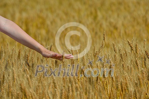 Hand in wheat field. Harvest and gold food agriculture  concept