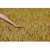 Hand in wheat field. Harvest and gold food agriculture  concept