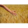 Hand in wheat field. Harvest and gold food agriculture  concept