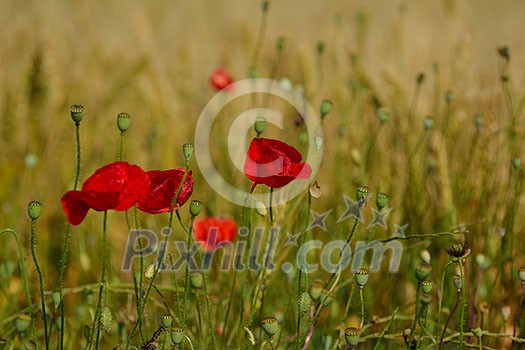 Field of Corn Poppy Flowers field background  Papaver rhoeas in Spring