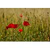 Field of Corn Poppy Flowers field background  Papaver rhoeas in Spring