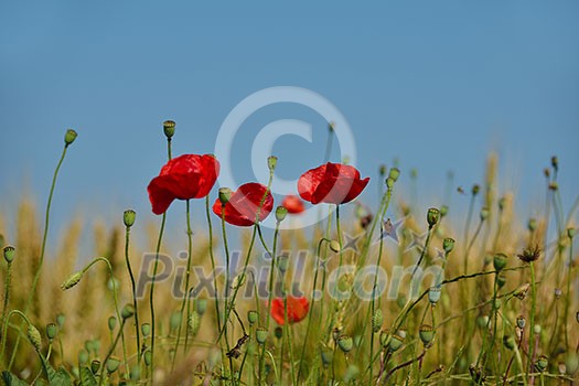 Field of Corn Poppy Flowers field background  Papaver rhoeas in Spring