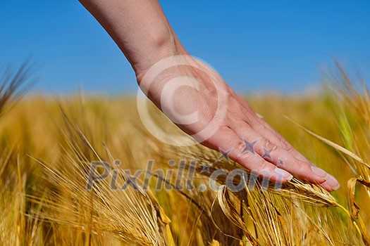 Hand in wheat field. Harvest and gold food agriculture concept Hand in wheat field. Harvest and gold food agriculture concept
