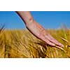 Hand in wheat field. Harvest and gold food agriculture  concept