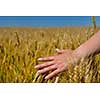 Hand in wheat field. Harvest and gold food agriculture  concept