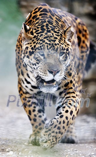 big wild cat animal in zoo big wild cat animal in zoo