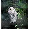 white owl and hawk in zoo