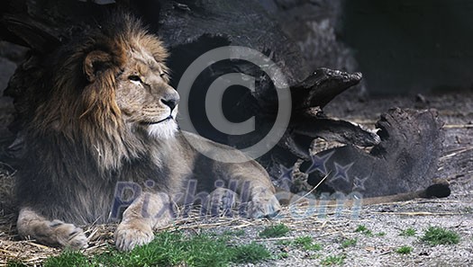 big wild cat animal in zoo