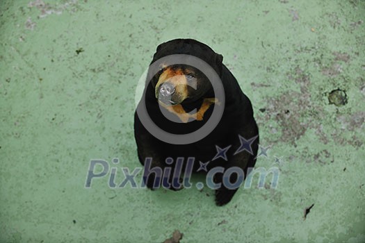 black wild bear in zoo black wild bear in zoo