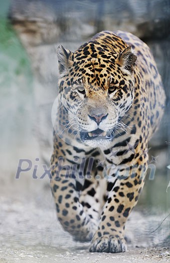 big wild cat animal in zoo big wild cat animal in zoo