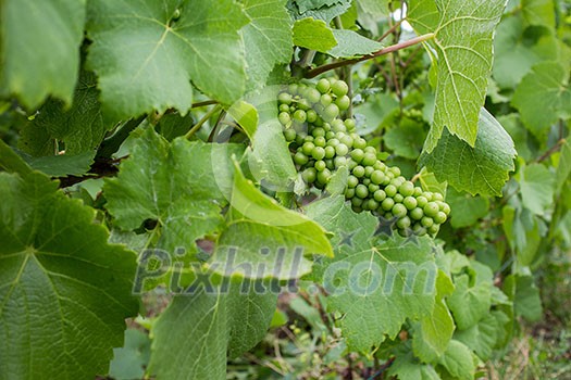 Photo of green grape with leaves on vineyard in France Photo of green grape with leaves on vineyard in France