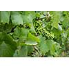 Photo of green grape with leaves on vineyard in France