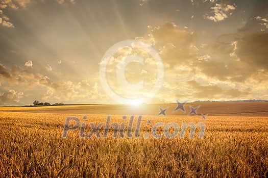 Golden wheat field on sunset