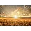 Golden wheat field on sunset