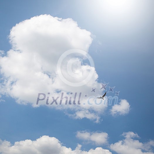 bird in flight and dramatic clouds in blue sky with clouds